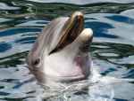 dolphin-sea-marine-mammals-wise-162079